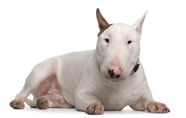 Stafyloková infekce se nejčastěji vyskytuje u všech hladkosrstých psů, zejména bulteriérů, pitbulteriérů, amerických stafordšírských teriérů, buldočků, bullmastifů atp.