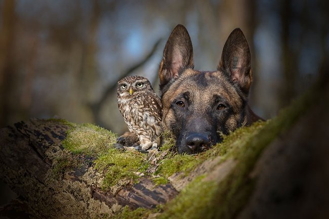 Krásné přátelství mezi psem a sovou.