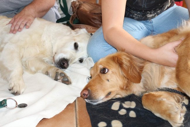 Physio Dog Academy - kurz - masáž psů
