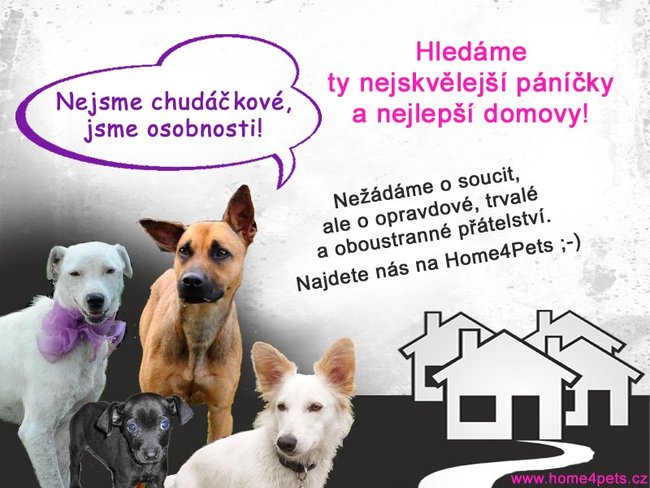 Adopce psů od Home for Pets.