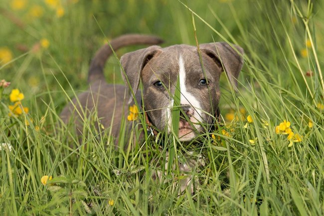 Alergie na pyl patří bohužel u psů k poměrně častým potížím. Jak se projevuje? Obvykle kožními problémy (pes se drbe, kouše se atd.), ale u některých psů může jít také o ztížené dýchání či zarudlé oči, který hodně slzí.