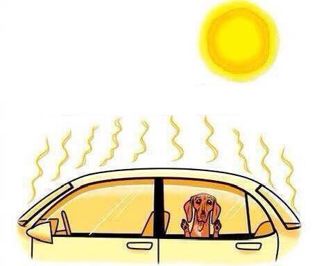 Co tedy dělat, když uvidíte zavřeného psa, či jiného živého tvora v autě uprostřed horkého dne?