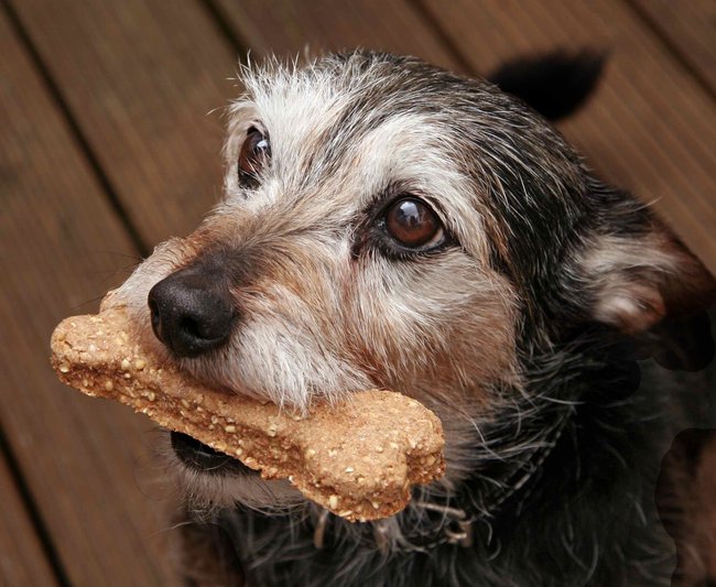 Když mu budete brát psovi věci z tlamy, budete podporovat takové chování psa, kdy si bude jídlo a hračky chránit.