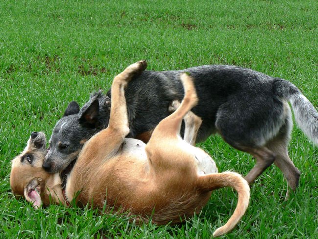 Velmi snadno můžete naučit svého psa agresivitě „převracením na záda“
