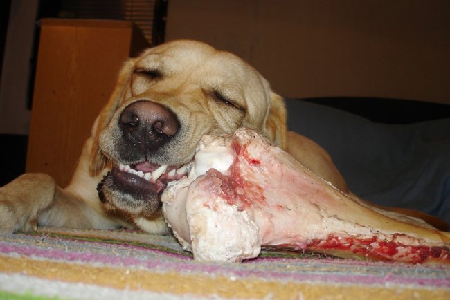 Může pes kosti? Syrové nebo i vařené?