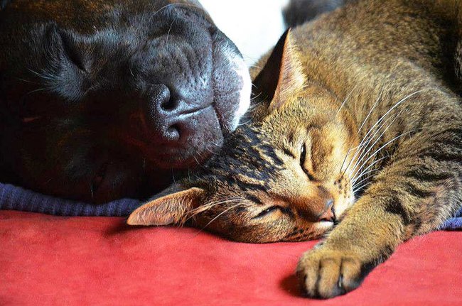 Soužití kočky a psa - Každý musí mít své místo, své misky, svůj pelíšek. Nové kočičce připravte bezpečný úkryt pro případ, že se bude cítit ohrožena.