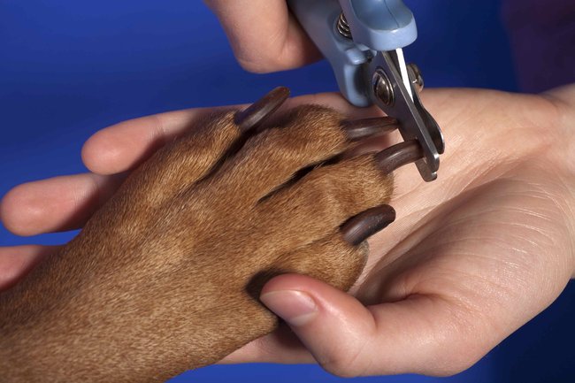 Pes - jak správně stříhat drápky?
