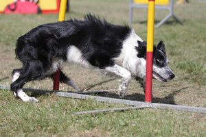 Jak fotit psí sporty - Agility - Aneta Jungerová - slalom