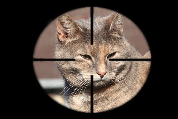 Mohou nám myslivci zastřelit kočku?