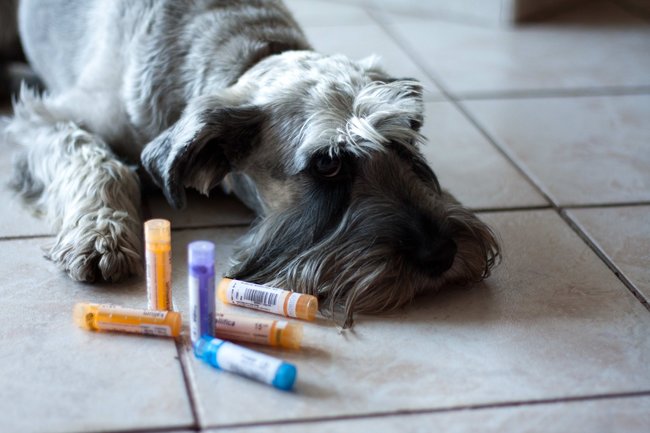 Homeopatika pro psy a kočky - výhody a nevýhody