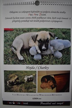  Nástěnné kalendáře - Pes pro život