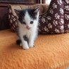  Kotě - černobílá kočička