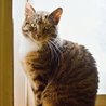 Kočička Lagherta