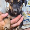  Griotka - štěně od Gretky
