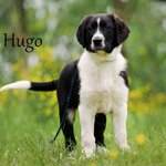  Hugo
