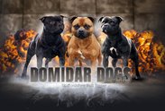 Logo: DOMIDAR DOGS