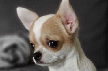  BORN TO BE STAR chihuahua kennel