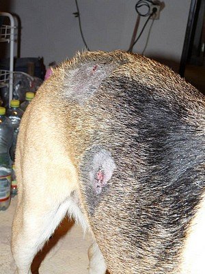 Jak zvládnout pravidelné ošetřování zraněného psa bez vrčení a pokousání