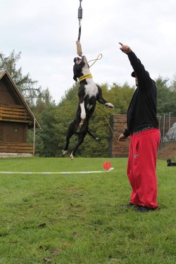 Bull sporty - high jump