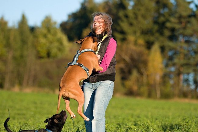 Skákání na lidi je jeden z nejčastějších problémů, s nímž se majitelé psů potýkají.