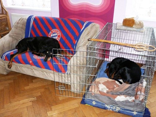 Psi mají klec jako svůj pelíšek, lehnou si tam přes den, kdy chtějí.