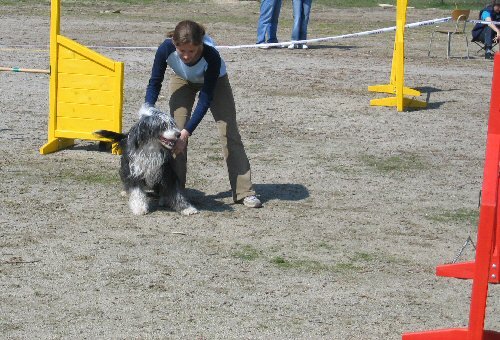 Agility - Letmý start se používá pro psy, kteří potřebují povzbuzení a rádi s psovodem soutěží. 