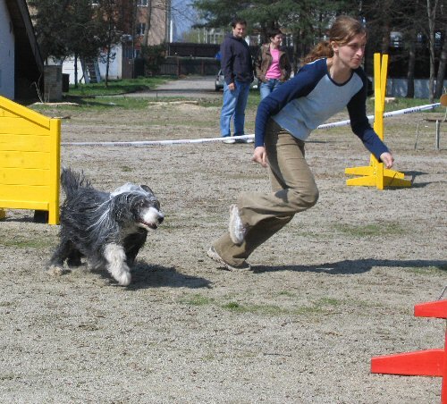 Agility - letmý start se používá pro psy, kteří potřebují povzbuzení a rádi s psovodem soutěží. 