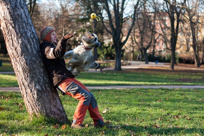 Pokud se pes zvládá s jistotou odrážet od pevné podložky, zkuste se opřít o strom vy a stejným způsobem navádějte psa na sebe.