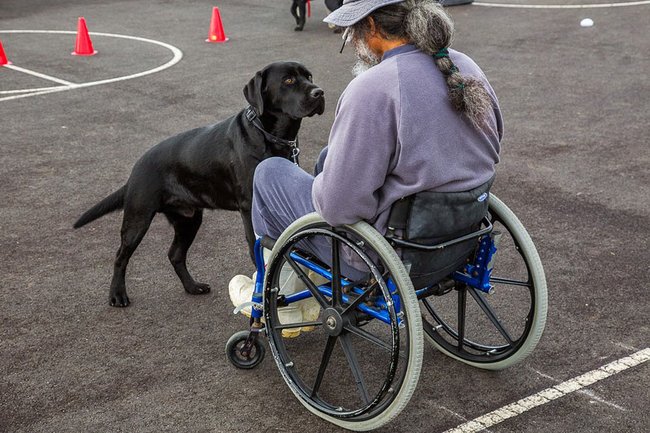 Psi, kteří pomáhají lidem - asistenční pes