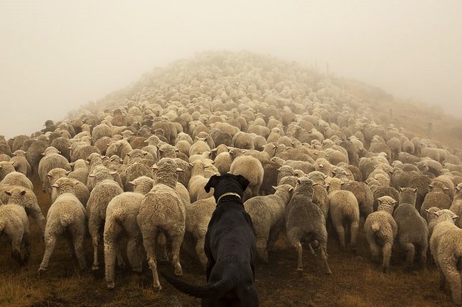 Psi, kteří pomáhají lidem - ovčácký pes