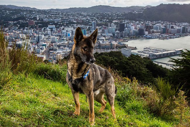 Psi, kteří pomáhají lidem - policejní pes