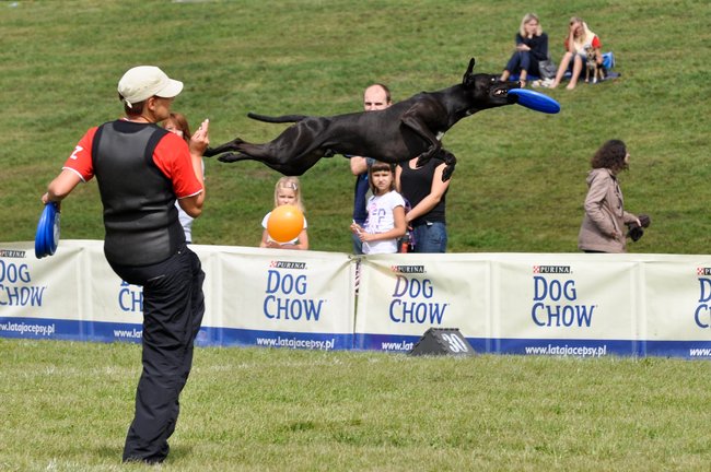 Dogfrisbee - distanční disciplíny: The Quadruped, Time Trial, DogDartbee, Super Pro Toss & Fetch