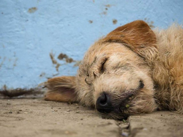 Zatoulaný pes se spontánně připojil k závodu přes Amazonský prales