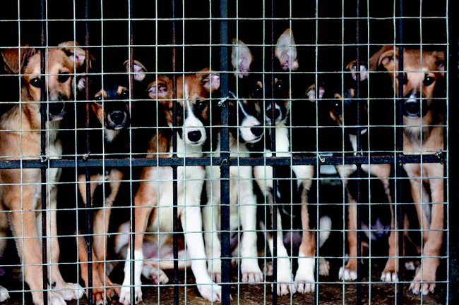Množírnám a týrání psů by mělo zabránit plošné povinné čipování a dvoustupňový centrální registr.