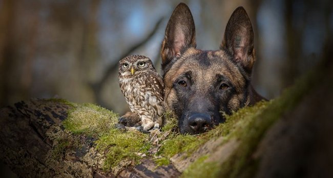 Krásné přátelství mezi psem a sovou.
