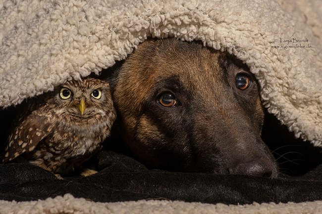 Krásné přátelství mezi psem a sovou.