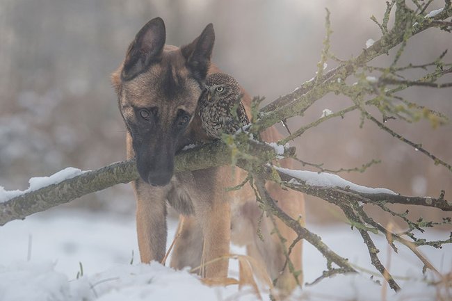 Krásné přátelství mezi psem a sovou.