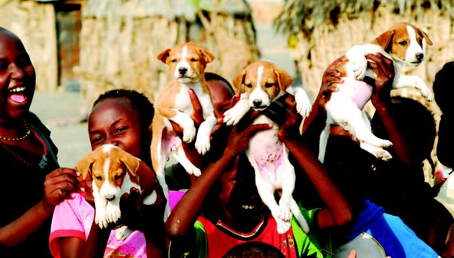Vakcinace psů v Keni