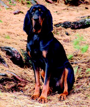 Černotříslový mývalý pes patří k nejstarším plemenům stromových honičů