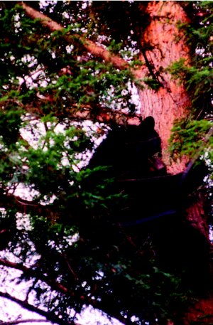 Stromoví honiči - lovci veverek, mývalů i medvědů