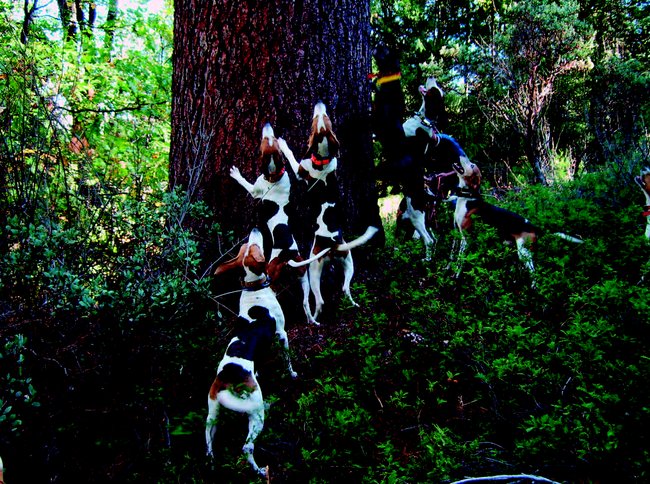Pes v historii - Šplhající stromoví honiči