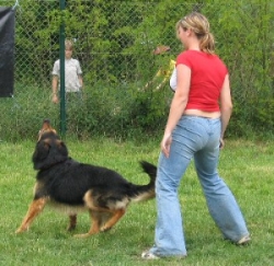 Dog dancing - nácvik couvání k psovodovi