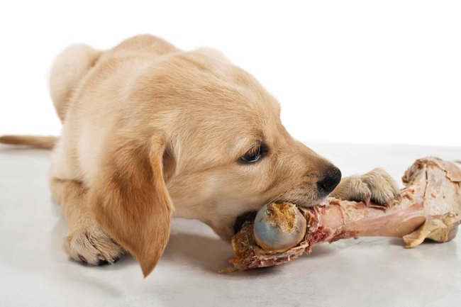 Mýtus: Pes by neměl jíst syrové maso, jinak bude agresivní.