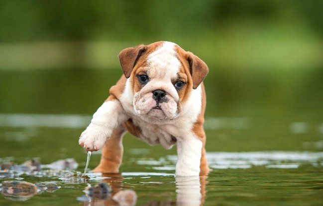 Bazén nebo jezírko. Vaše zvědavé štěňátko může při hře snadno spadnout do vody a pokud bude bez dozoru, nemusí se dostat včas ven. 