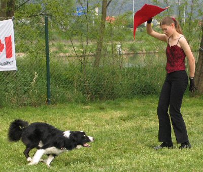 Dog dancing - nácvik prvku daleké obíhání