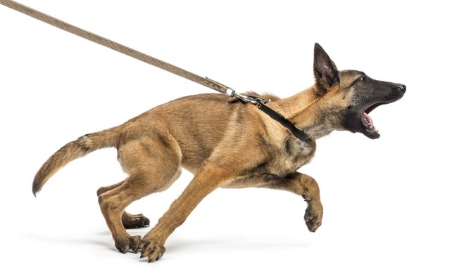 Tahání psa na vodítku zraňuje krk, zvyšuje oční tlak, traumatizuje štítnou žlázu, ovlivňuje nervy předních nohou. 