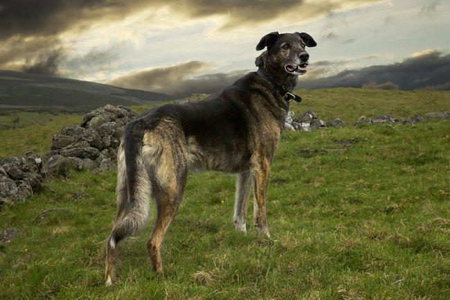 Andrew Fladeboe - portréty ovčáckých psů