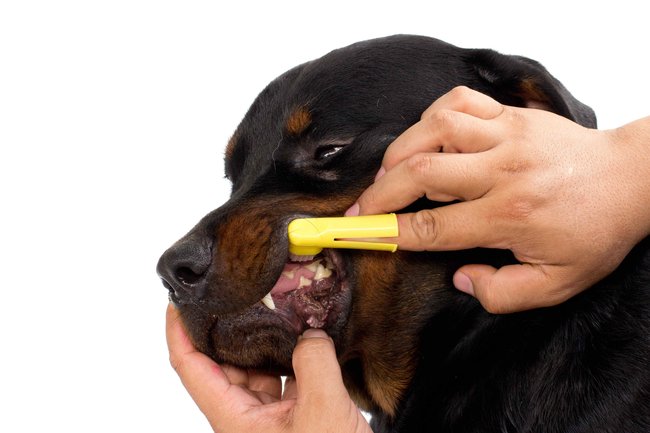 Zápach z psí tlamy - asi nejběžnější příčinou bývá katastrofální stav psího chrupu a dásní a rozkládající se zbytky potravy v dásňových kapsách. 