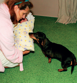 Jak připravit psa na mimino - po příchodu z porodnice.