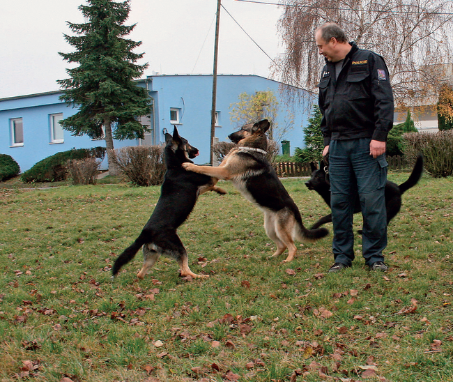 Jsou již stovky případů, kdy speciálně vycvičení policejní psi pomohli metodou pachové identifikace kriminalistům, vyšetřovatelům a soudcům při hledání nebo usvědčování zločinců.